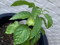 ハバネロの苗を購入し栽培しています 実がなったのですが形がハバネロの Yahoo 知恵袋