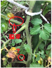 ミニトマトを栽培しています どれが脇芽でしょうか もう成長し Yahoo 知恵袋