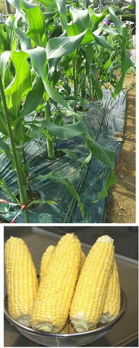 トウモロコシの人工受粉をしたいのですが梅雨に入ってしまって雨ばか Yahoo 知恵袋