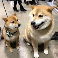 柴犬と豆柴が大人になった時の違いを教えてください 写真付 Yahoo 知恵袋