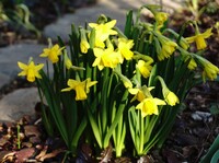 水仙の花一般的な水仙の種類の花は花が散った後 必ず球根を土から取り出して保管し Yahoo 知恵袋