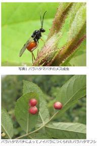 この植物の名前とこの赤いものはなんですか Yahoo 知恵袋