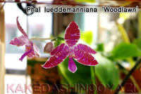 胡蝶蘭に適した鉢の大きさと 詰め込む水苔量の目安を知りたいです Yahoo 知恵袋