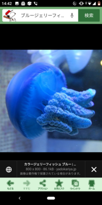 下記urlのyahoo ニュースの記事 記事タイトル 青いクラゲがイス Yahoo 知恵袋