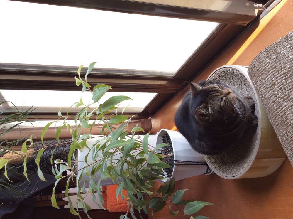 猫にとってほとんどの観葉植物が毒のようですが ユーカリの木と葉はどうでしょ Yahoo 知恵袋