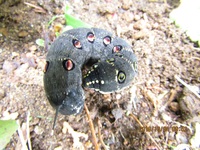 ホウセンカの鉢に付いていた青虫 芋虫の名前がお分かりになる方いらっし Yahoo 知恵袋