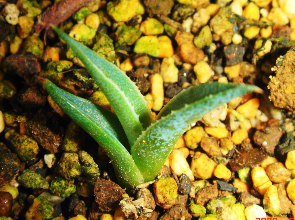 【発根済み】アガベ ホリダ 薄葉鋭棘 美株 抜き苗発送 発根済み】アガベ ホリダ 薄葉鋭棘 美株 抜き苗発送