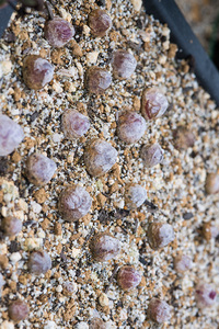 コノフィツムブルゲリの夏の管理について昨年11月にネットで買 Yahoo 知恵袋