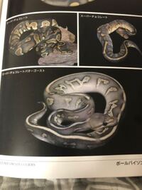 初心者です ボールパイソンの繁殖についてブルーアイリューシ スーパ Yahoo 知恵袋