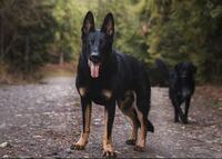 シェパードの仔犬について 父親がオールブラックで母親がブラッ Yahoo 知恵袋