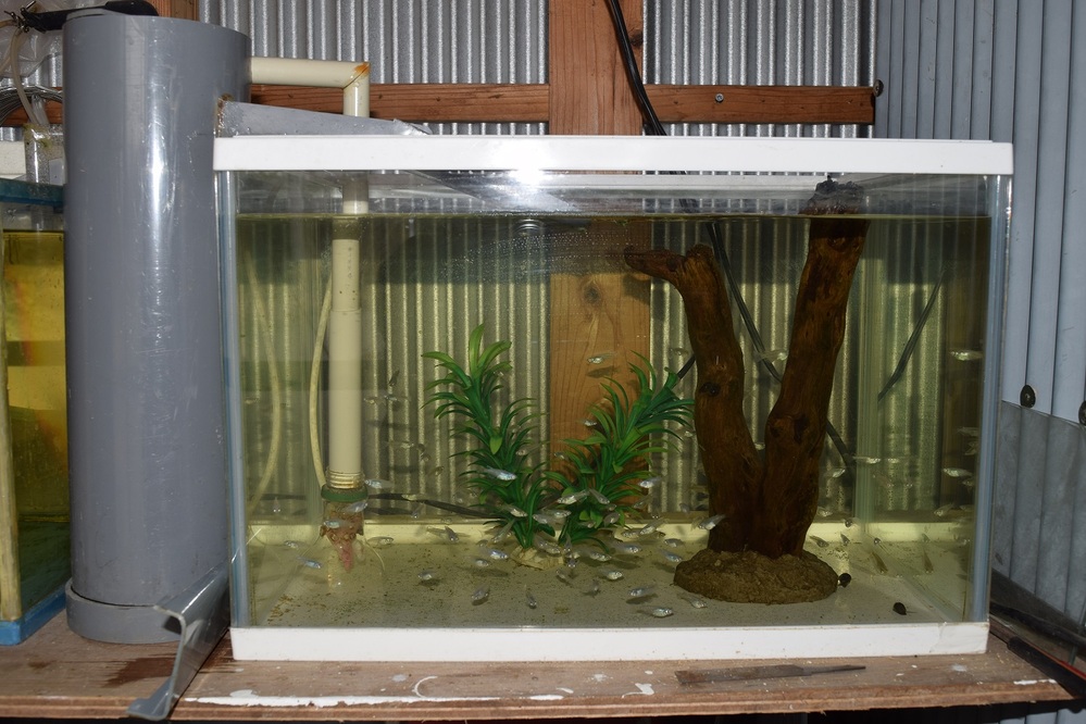 60cm水槽にメダカ何匹が理想ですか？ - 写真は去年の物ですが水槽は4 
