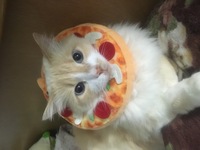 猫が髪の毛を食べようとします うちの猫は私が寝っ転がってい Yahoo 知恵袋