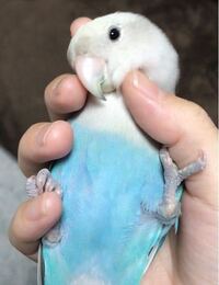 至急です コザクラインコの生後2ヶ月の雛です ペットショップからお迎えしたので Yahoo 知恵袋
