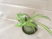 ヘデラは水栽培できますか Yahoo 知恵袋