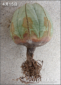 ユーフォルビアのオベサを購入してから3日目の今日 鉢から見えた部分 Yahoo 知恵袋