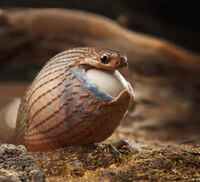 全てのヘビは獲物を丸飲みにして食べるのですか ドキュメンタリー映 Yahoo 知恵袋