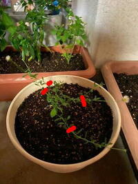 エリゲロンの挿し芽を貰ったのでプランターに刺して おいたらいつの Yahoo 知恵袋