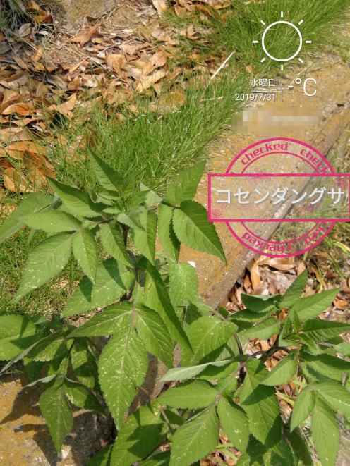 夏の雑草の写真が欲しいです Yahoo 知恵袋