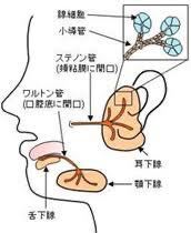 口を膨らませて頬に力を入れる と なんか口の中の空気が耳の下ら辺 Yahoo 知恵袋