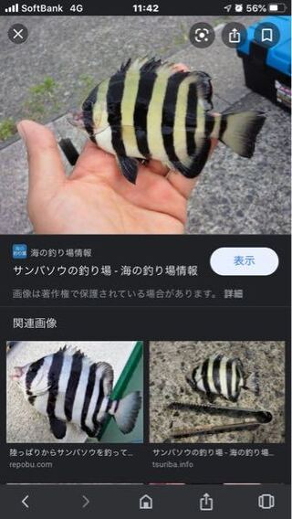 この魚はなんでしょうか 瀬戸内海で釣れました イシダイの幼魚サンバソウ Yahoo 知恵袋