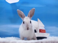 毎日うさぎにバナナを10グラム食べさせても大丈夫でしょうか 良さそうな方 Yahoo 知恵袋