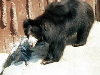 三毛別羆事件は 人が熊に襲われた事件では 世界最大の事件ですか Yahoo 知恵袋