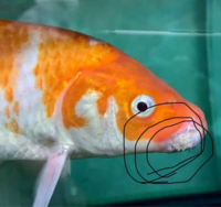 この病気は何でしょうか 口腐れ病だと思い 10日前にエルバージュエースで薬浴 Yahoo 知恵袋