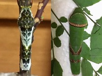 アゲハ蝶の幼虫の成長段階は何色から何色でしょうか 庭にアゲハ蝶の幼虫 Yahoo 知恵袋