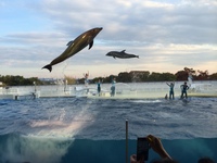 海遊館はイルカショーはないですか ショーをするようなプールが無いのであり Yahoo 知恵袋