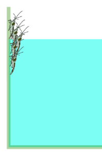 ミナミヌマエビについてお聞きします 以前 ヤマトヌマエビを飼って Yahoo 知恵袋