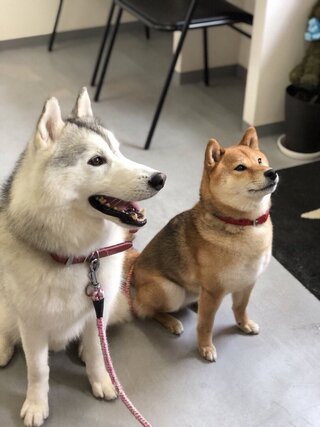 とあるペットショップの犬を見てて 柴犬のmix犬の子犬ページがあったので 見 Yahoo 知恵袋