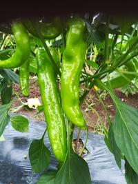 長いピーマンのようなもので 非常にスパイシーな辛さがある野菜の名前を教え Yahoo 知恵袋