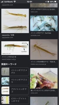 この虫は何ですか メダカの稚魚水槽の底の赤玉土で蠢いていたのを捕獲 Yahoo 知恵袋