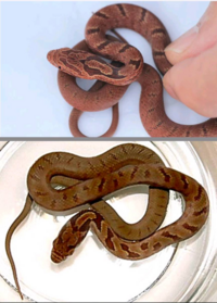 茶色の蛇この蛇の名前を教えて下さい 岩手県内陸南部 アオダイショウ Yahoo 知恵袋