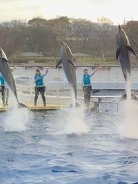 京都水族館にここ２年以内に行ったことのある方に質問 私はわりと出来て Yahoo 知恵袋