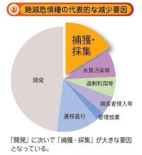 日本ザリガニは希少な生き物ですが 捕獲 飼育を禁止されていない それゆえに Yahoo 知恵袋