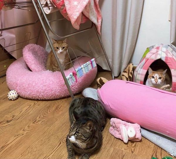 スキズのリノくんの飼っている猫ちゃんで、どの子がどの名前か分