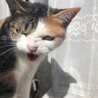 猫を飼ってる方に質問です 威嚇する時ってありますか Yahoo 知恵袋