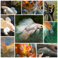 コメット ドジョウ モツゴ ヨシノボリを混泳させています コメットがポックス Yahoo 知恵袋