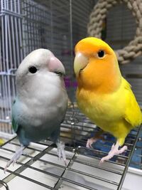 インコの脚はグレーかピンクですが違いはなんでしょうか また イン Yahoo 知恵袋