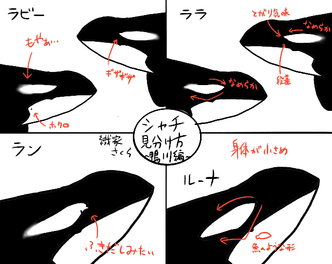 シャチのラビーちゃん ララちゃん ランちゃん ルーナちゃんの見分け方 右側のア Yahoo 知恵袋