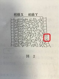 図2は葉の断面図です 気孔はこの図でいう サイドの四角い細胞を指し Yahoo 知恵袋
