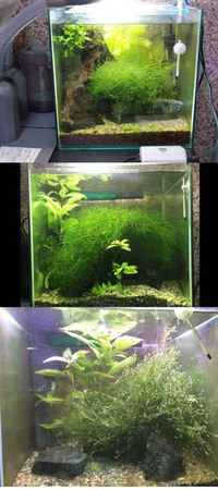 アドバイスください 30cmキューブ水槽か 45cm水槽 Yahoo 知恵袋