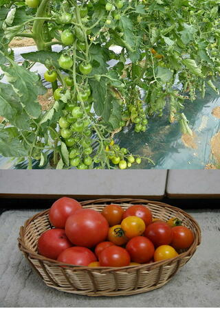 肥料少なめの土の作り方園芸初心者です 先日までトマトを育てていたの Yahoo 知恵袋