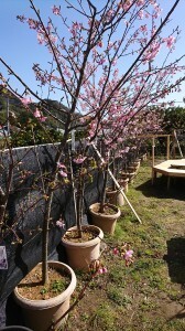 小さい庭ですが 桜の木を植えたいです 希望は小さめで一重の花で Yahoo 知恵袋