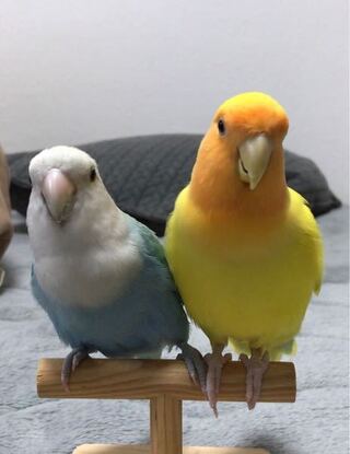 セキセイインコを飼っている方に質問です みなさんのインコちゃんの好 Yahoo 知恵袋