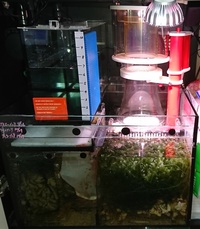 リフジウム水槽の海藻に茶コケがたくさん付きます 下記環境で海水 Yahoo 知恵袋