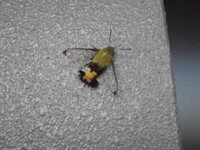 オオスカシバの幼虫についてうちの庭のクチナシにオオスカシバの幼虫が Yahoo 知恵袋