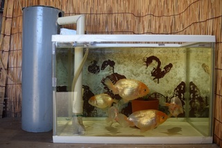 何か水槽の便利グッズってありませんか 水槽 フィルター ヒータ Yahoo 知恵袋