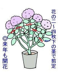 紫陽花が2メートル位大きくなってしまったので強剪定すれば半分 Yahoo 知恵袋